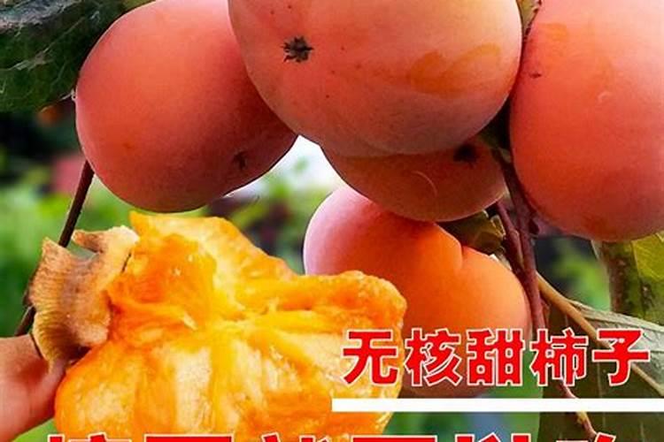 柿子树喜欢什么肥料？