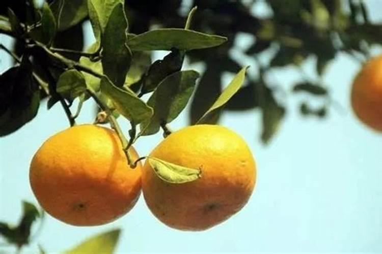 玛格丽特不开花,施加磷钾肥并去除顶芽