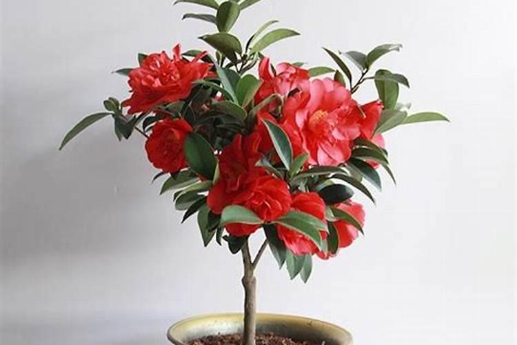 茶花多久施一次肥