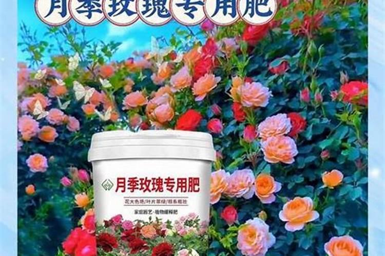 月季肥害症状和处理办法