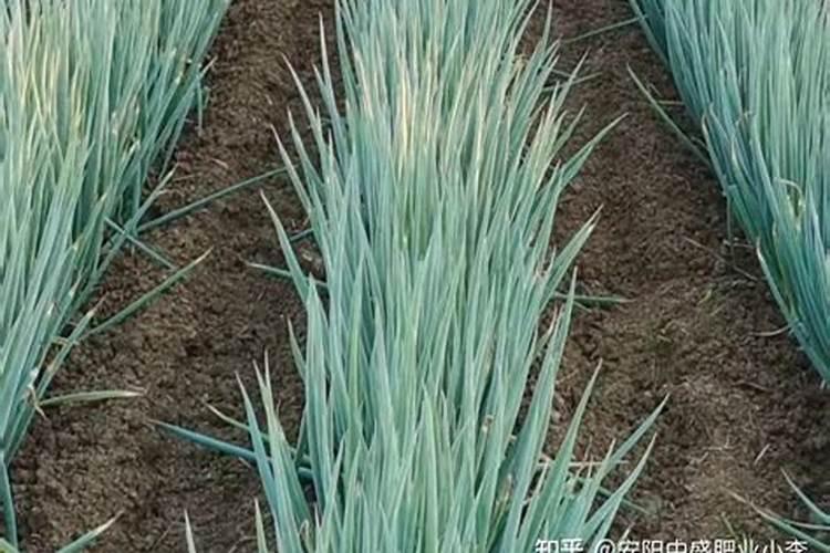 豆角用黄腐酸钾好还是硝酸钾好