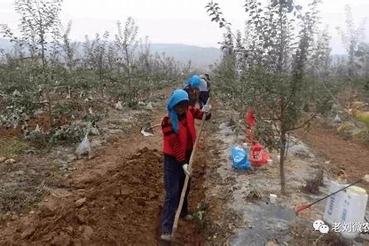 怎么给蓝莓施肥