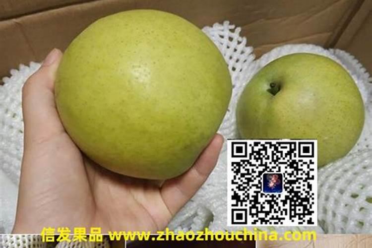 南方早熟梨什么时候是花芽分化期