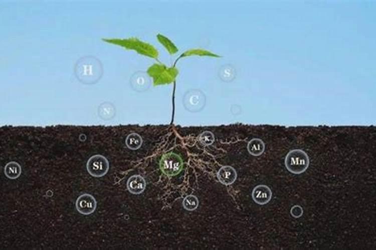 大量元素是什么