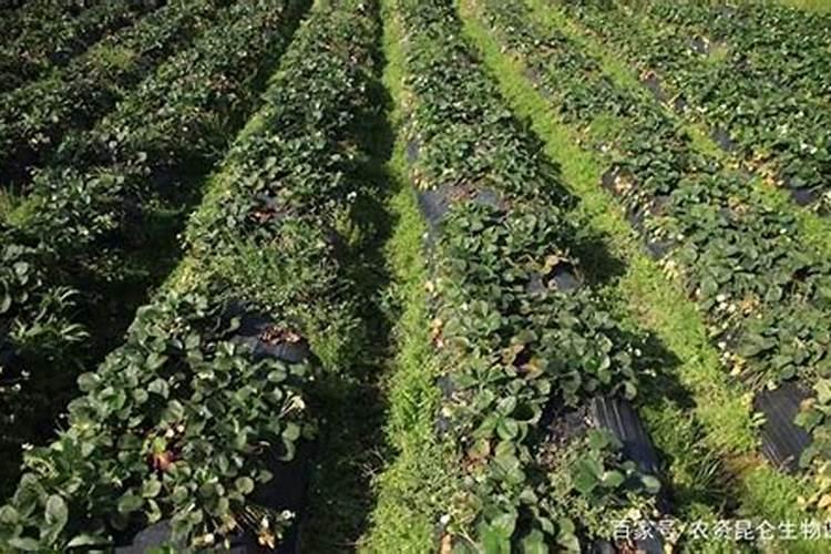 夏玉米基肥用三个十五硫酸钾复合肥好还是用高塔硝硫基22一11