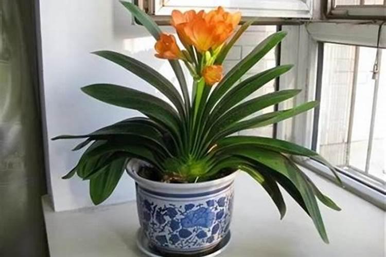 火龙果要如何实现枝干增粗？