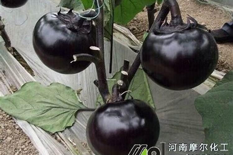 大蒜处于旺盛生长期时,该如何使用肥料？