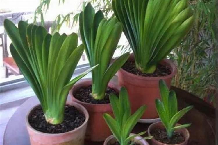 宁南霉素和拿敌稳,磷酸二氢钾能混合使用吗？