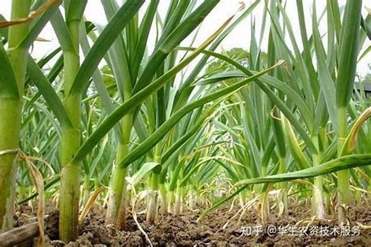 大蒜返青施什么肥料最好最有效