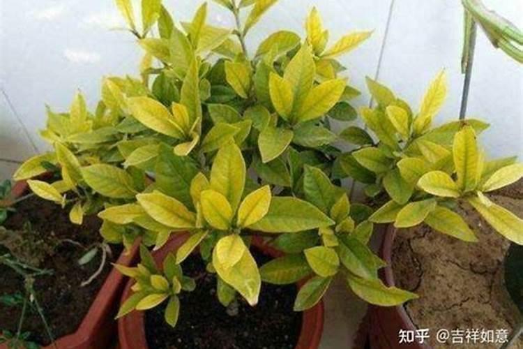 辣椒追肥什么肥料好？水溶肥好吗