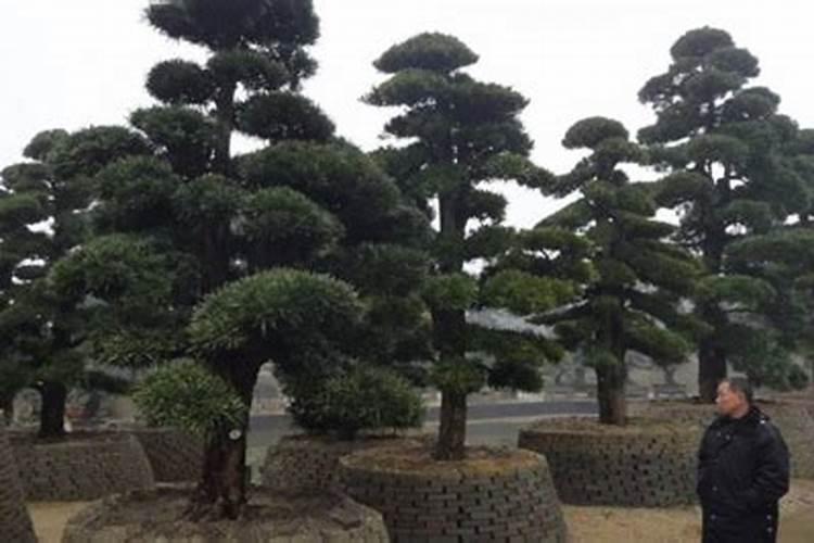 贵州适合种植蟠桃吗？