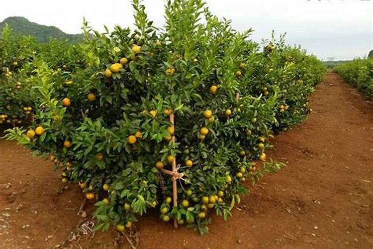 硝酸钾叶面肥能与微量元素叶面肥混用吗