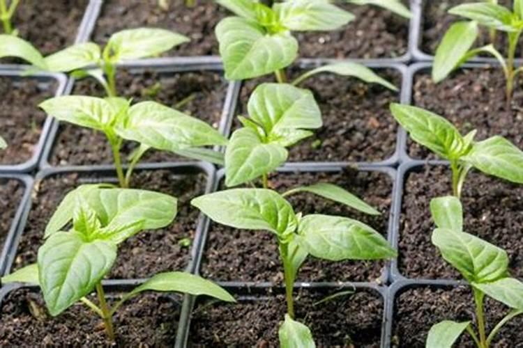 辣椒前期出现疯长以后,应该如何控制生长？