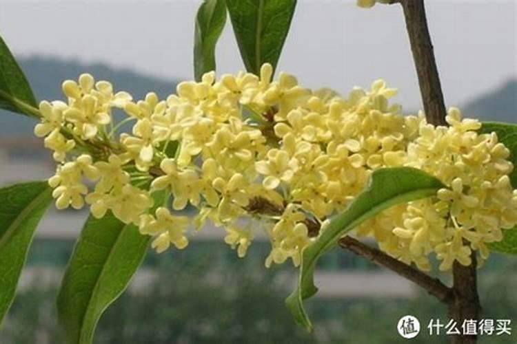 黄腐酸钾的使用方法