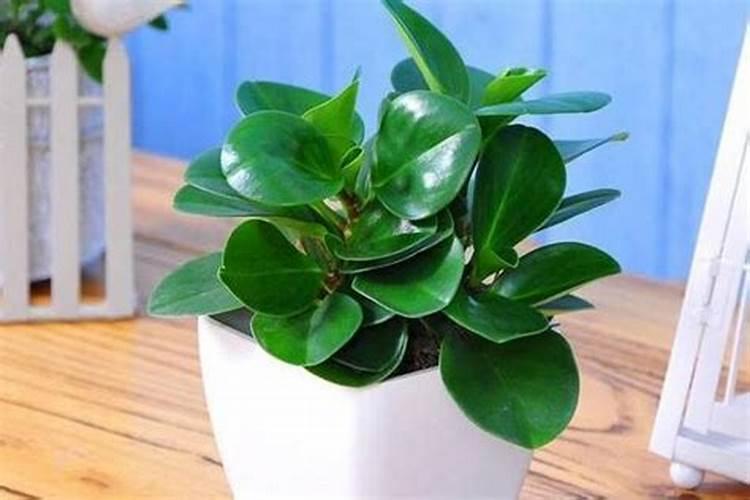 白茶施什么肥最好？