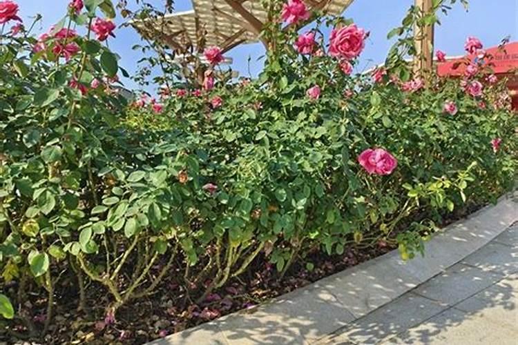 要想月季花快速冒笋芽该怎么养护