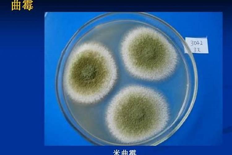 多肽铜农药能防治什么病