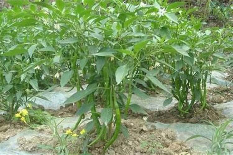 氨基酸钙叶面肥作用,碧护叶面肥能不能连续使用