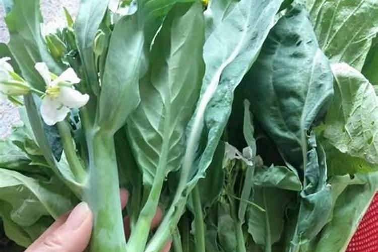 史丹利大豆肥使用方法