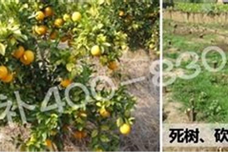 柑橘补锌方法