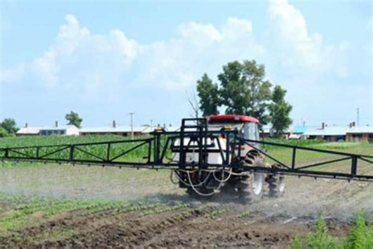 叶绿素中的镁是以什么形式存在