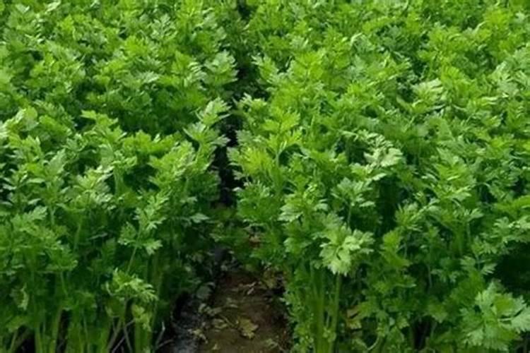 磷肥适合浇什么花