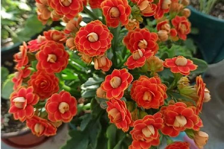 磷肥可以养花吗