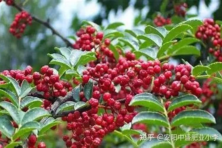 花椒树上什么肥料好？你用对了吗