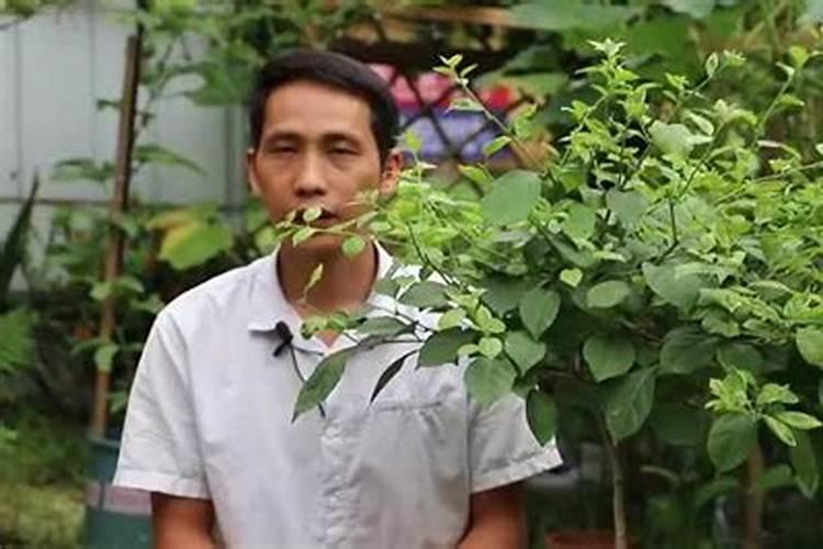 枇杷挂果后可以施硼肥吗？