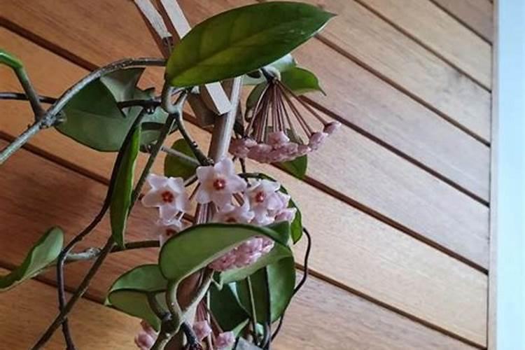 三角梅如何养护叶片花朵很鲜艳