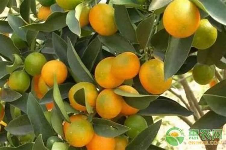 柑橘施肥时间和用量？柑橘叶面肥有哪些？
