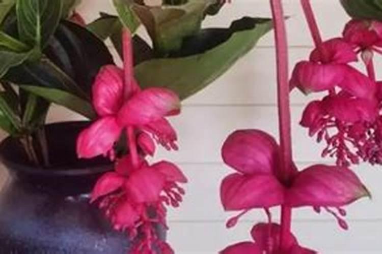 宝莲灯花浇什么肥料好