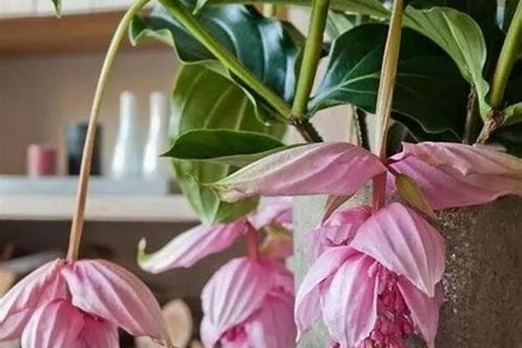 宝莲灯花修剪方法？宝莲灯花的修剪技巧分享