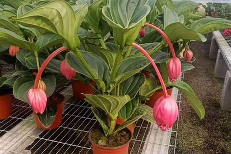 宝莲灯怎么养才多出花苞