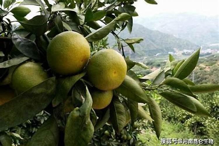 莲蓬的生长过程
