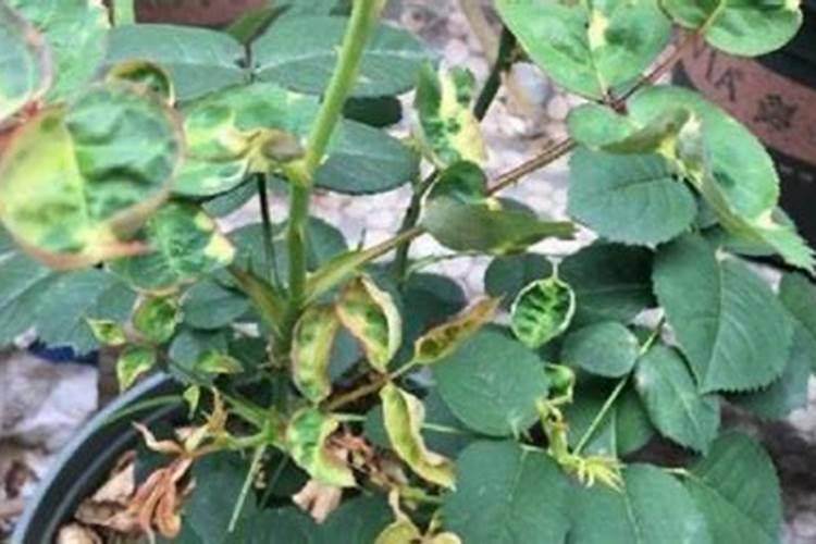 月季花在夏季的时候花叶背面出现黑色的象小虫而且有絮状的东西,月季得...