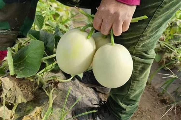 蟹爪兰用叶面肥喷施能行吗 裸根蟹爪兰怎么栽种