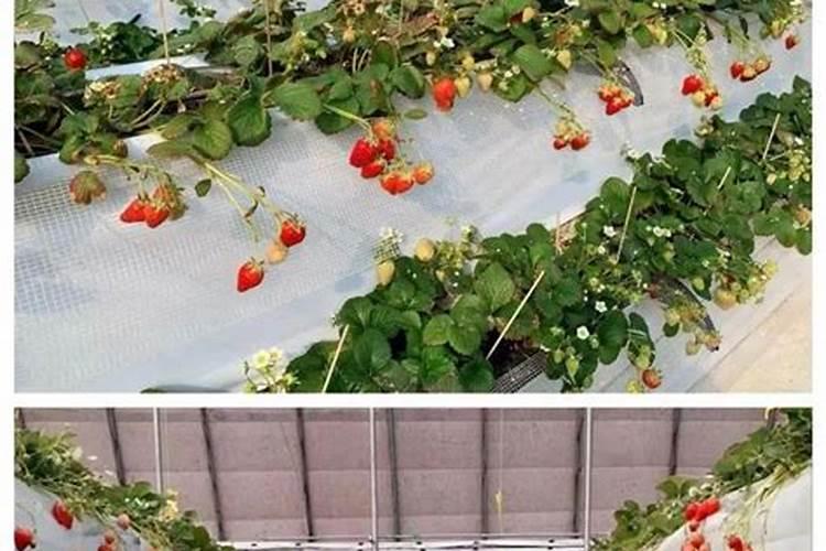 草莓苗几天施一次肥？