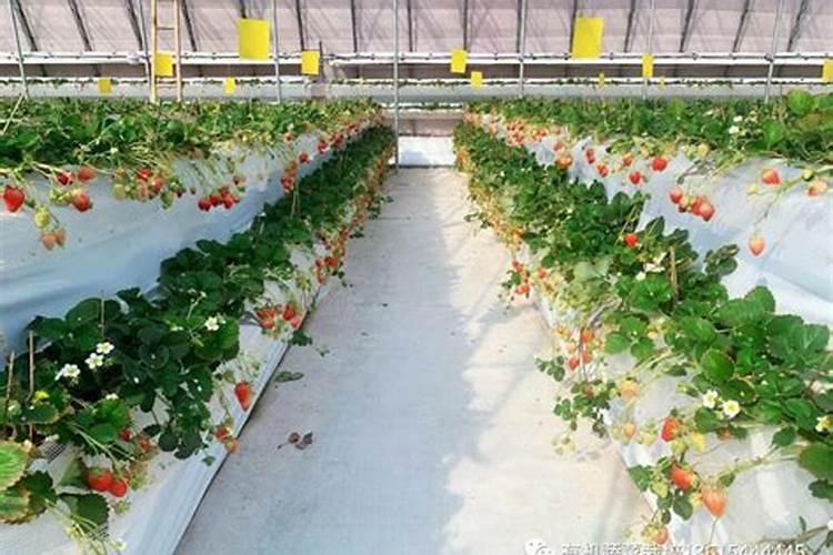 无土栽培草莓技术分享