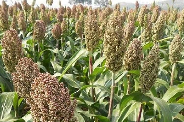 兰灵王兰花肥怎么用