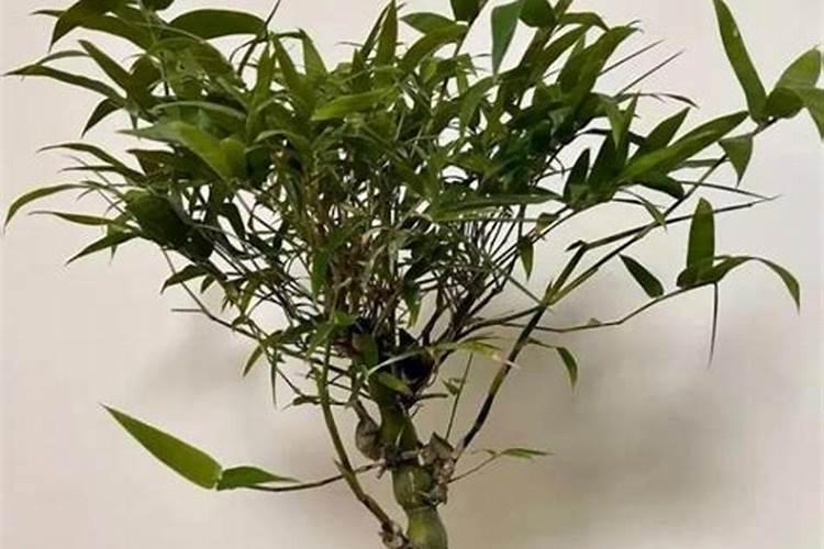 矿源黄腐酸钾的用量与用法