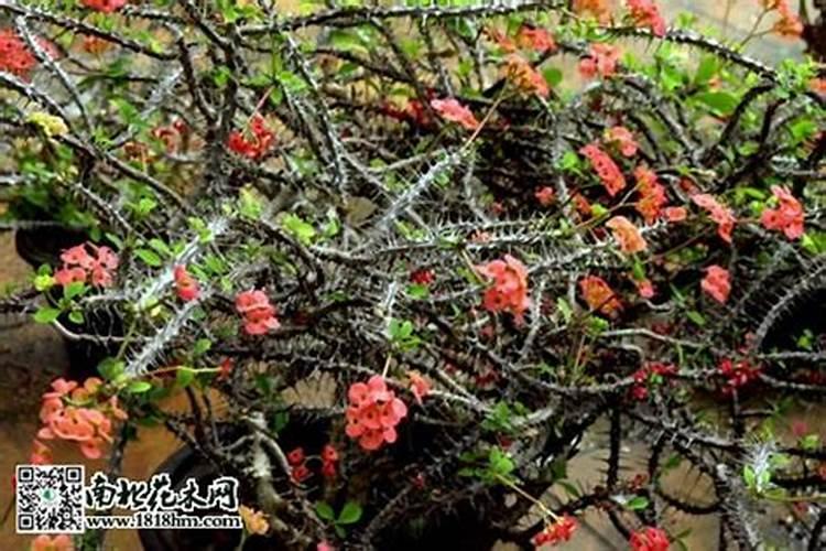 桃树各时期氮磷钾配方