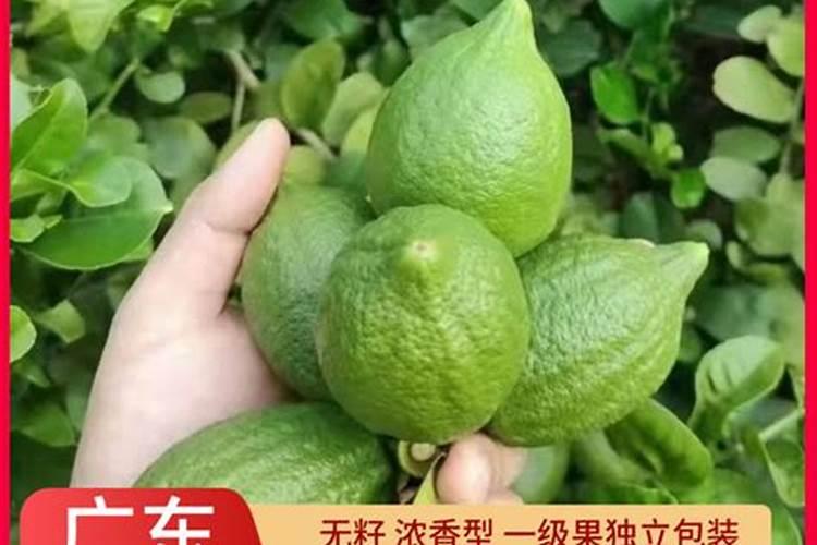 香水柠檬种植