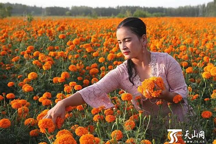 大量元素水溶肥执行什么标准