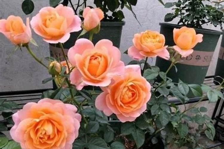 家养花卉,栀子,百合和茉莉,哪个好养一些,哪个适合一些。