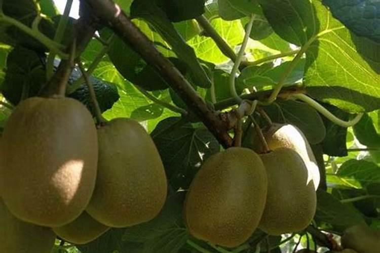 新栽的桂花树,三天忘浇水了,能死吗？