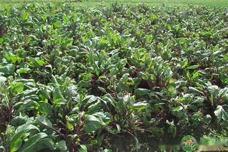 红油菜种植时间和方法