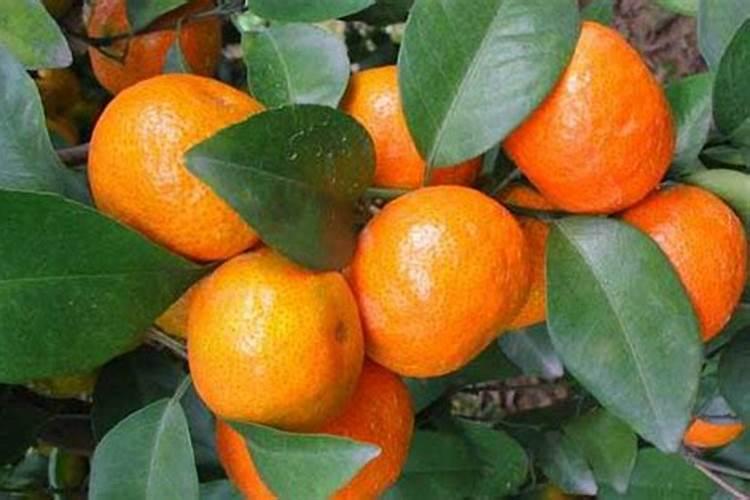 柑橘采收前如何浇水施肥