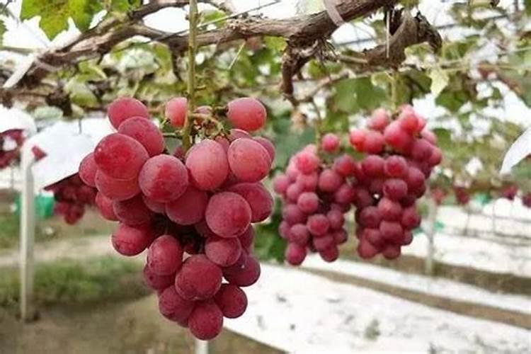 葡萄用什么肥料