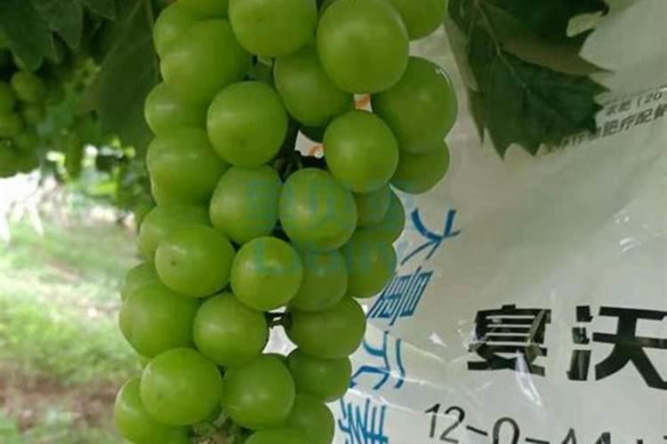 葡萄在还未长大时就转色并且掉落,这是什么原因？